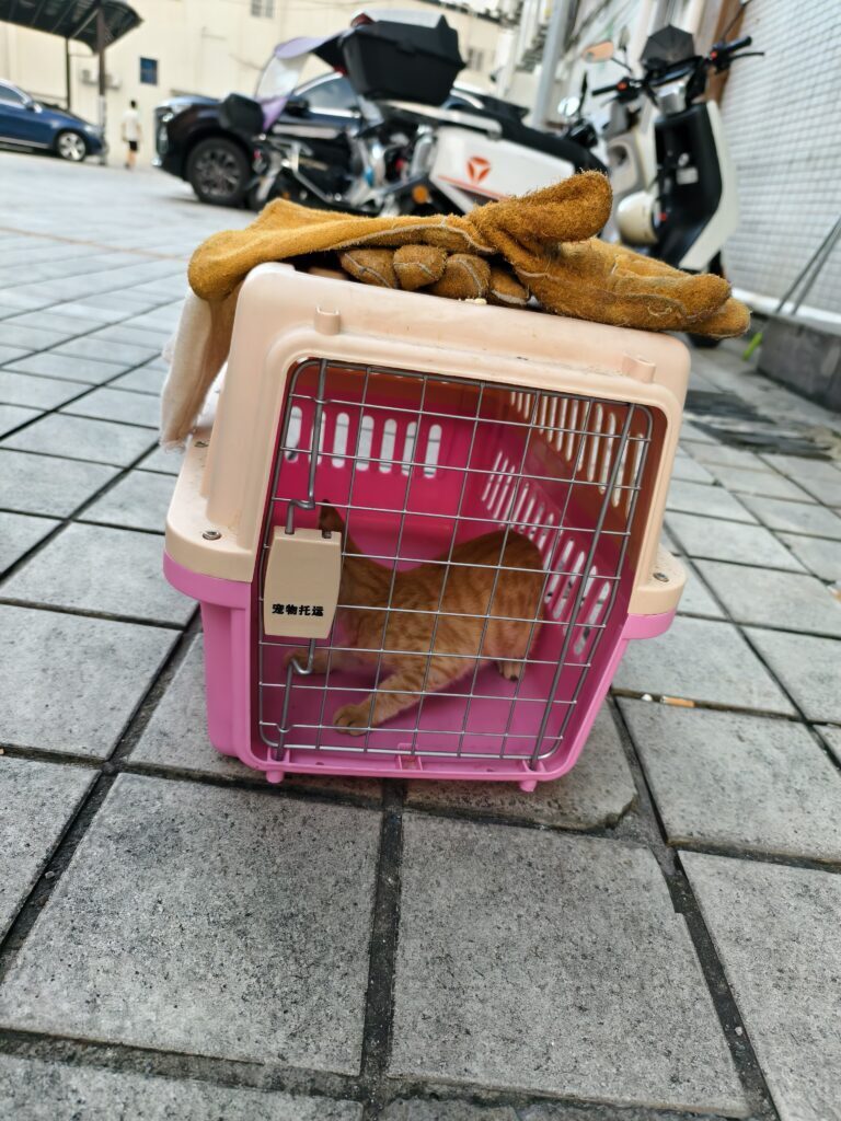 刚抓到菠萝包那天。