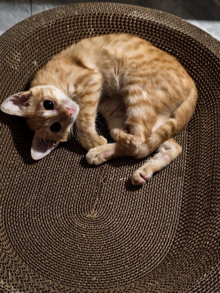 菠萝包很喜欢我给它买的新猫窝，在上头一直蹭。