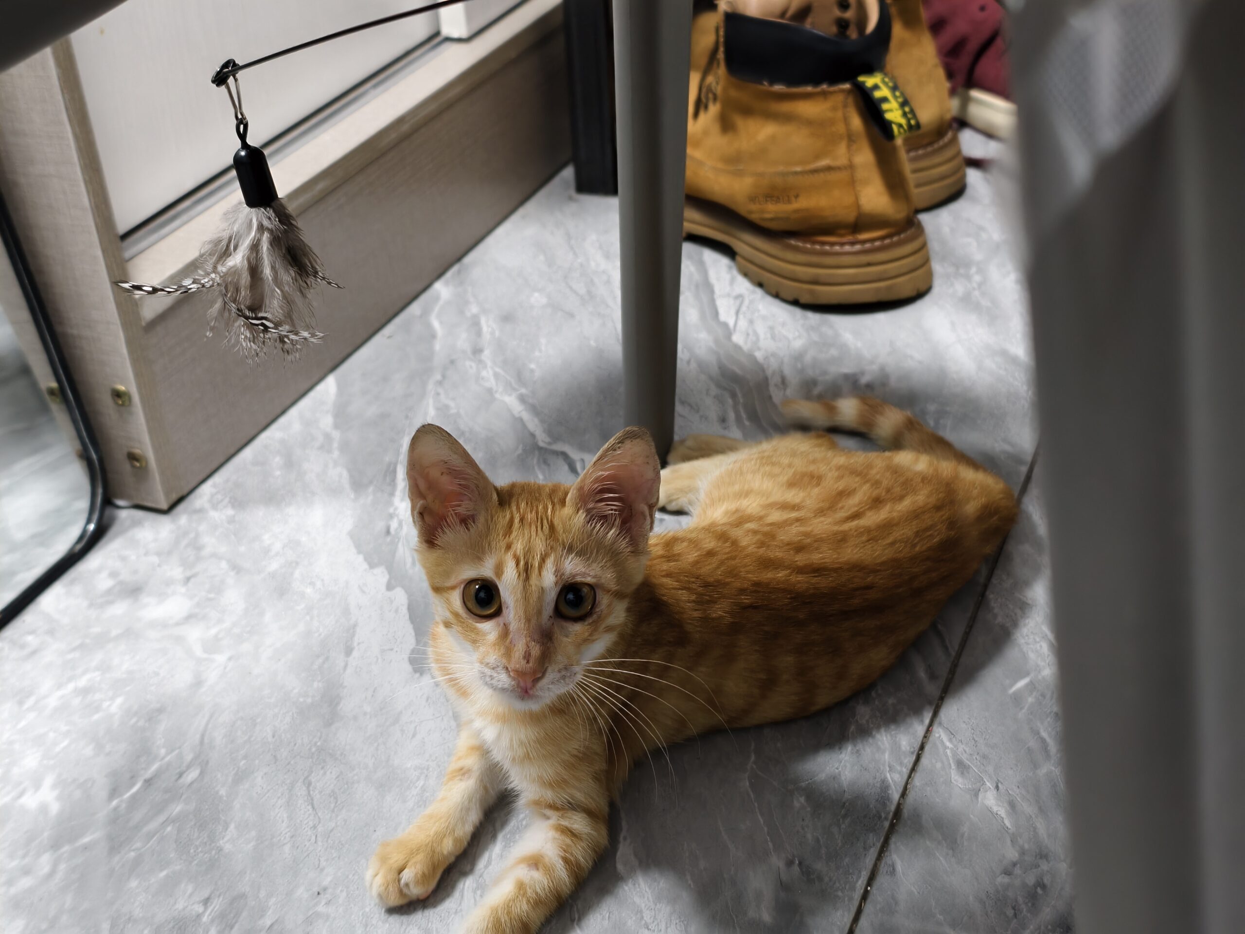 给菠萝包买的逗猫棒到了，它特别喜欢。
这东西其实玩起来挺累人的，而且人往往比猫先累，后来把逗猫棒绑在椅子上了，菠萝包会自己去玩。
玩累了就在椅子下面休息。
