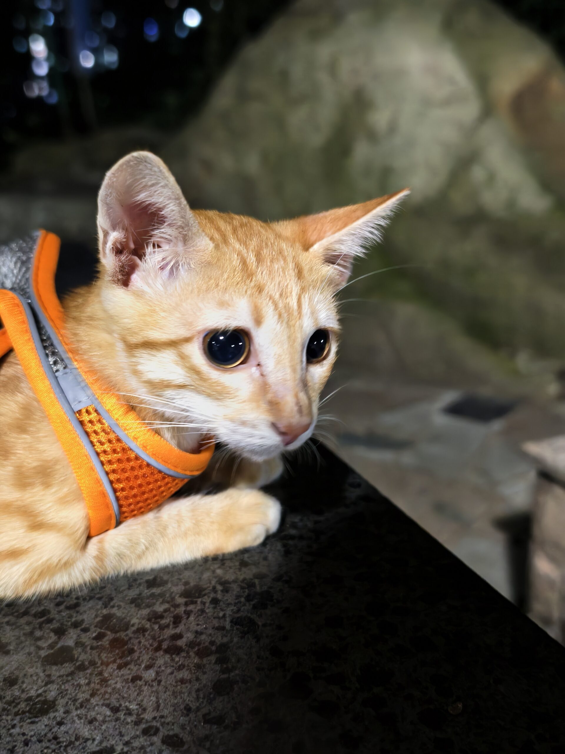 这是一则测试消息