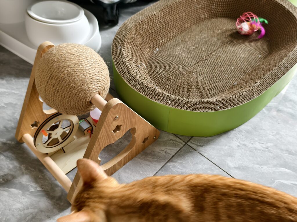 给菠萝包组装了新的玩具——猫抓球。
不过它完全不喜欢，几乎是理都不理。
没装好以前菠萝包还把那绳球踢飞几米远；
早知道不装了，直接给它当球踢着玩也好。